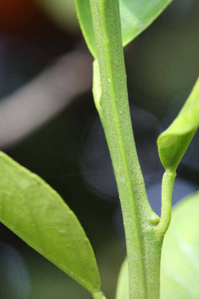            First year twig (Riverside, CA)   